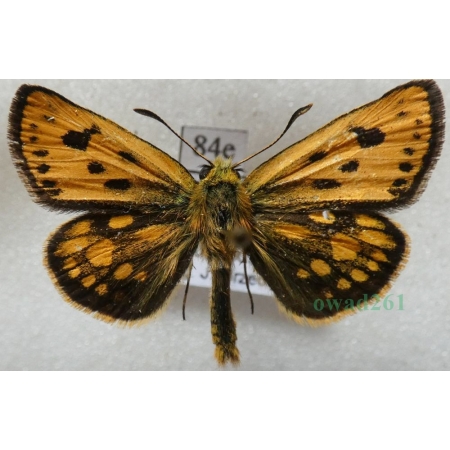Carterocephalus silvicola (Meigen, 1829) male Kosternik leśniak Poland84e